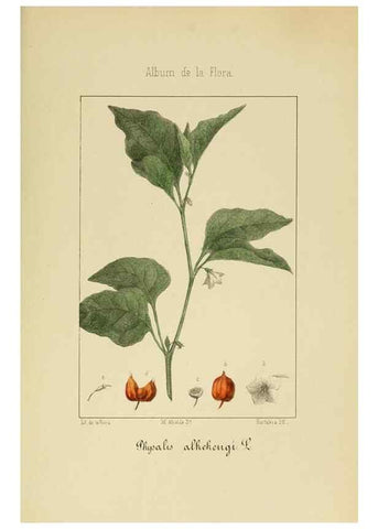 Reproducción/Reproduction 8157661272: Album de la flora médico-farmacéutica é industrial, indígena y exótica,. Madrid,Impr. de la Galeria literaria,1862-64.