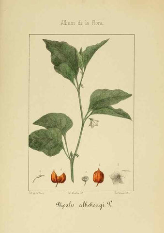 Reproducción/Reproduction 8157661272: Album de la flora médico-farmacéutica é industrial, indígena y exótica,. Madrid,Impr. de la Galeria literaria,1862-64.