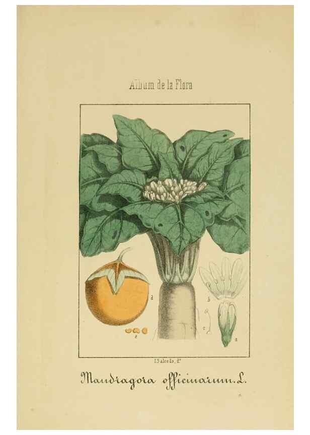 Reproducción/Reproduction 8157660768: Album de la flora médico-farmacéutica é industrial, indígena y exótica,. Madrid,Impr. de la Galeria literaria,1862-64.