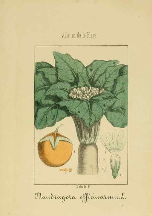 Reproducción/Reproduction 8157660768: Album de la flora médico-farmacéutica é industrial, indígena y exótica,. Madrid,Impr. de la Galeria literaria,1862-64.