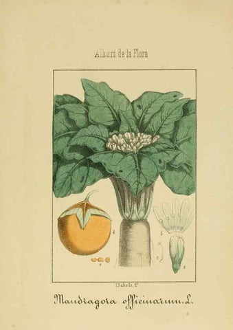 Reproducción/Reproduction 8157660768: Album de la flora médico-farmacéutica é industrial, indígena y exótica,. Madrid,Impr. de la Galeria literaria,1862-64.