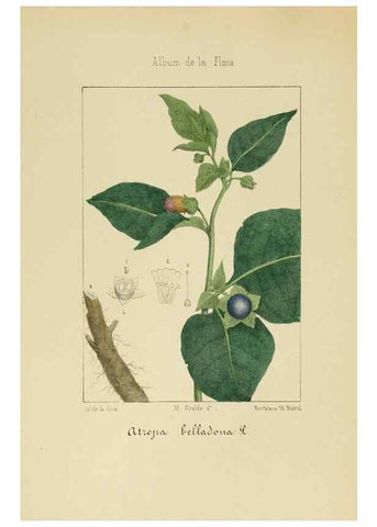 Reproducción/Reproduction 8157660262: Album de la flora médico-farmacéutica é industrial, indígena y exótica,. Madrid,Impr. de la Galeria literaria,1862-64.