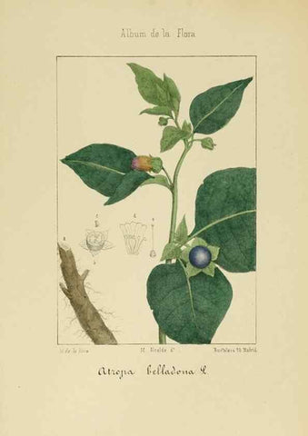 Reproducción/Reproduction 8157660262: Album de la flora médico-farmacéutica é industrial, indígena y exótica,. Madrid,Impr. de la Galeria literaria,1862-64.