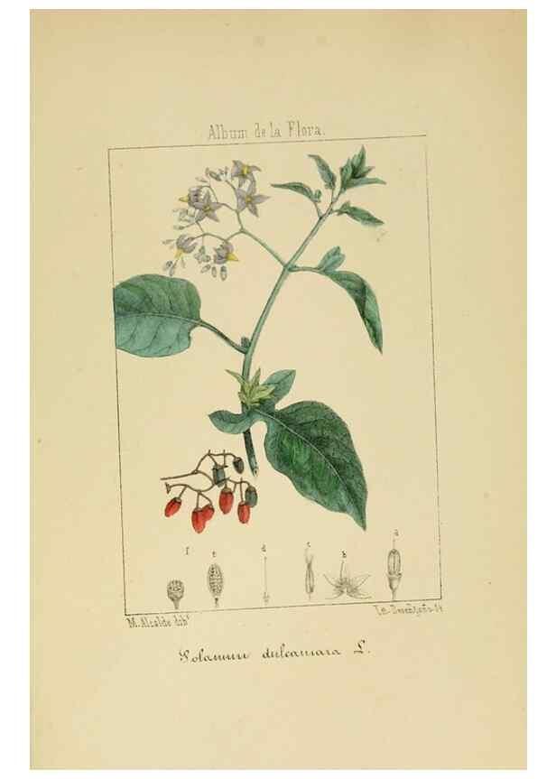 Reproducción/Reproduction 8157659864: Album de la flora médico-farmacéutica é industrial, indígena y exótica,. Madrid,Impr. de la Galeria literaria,1862-64.