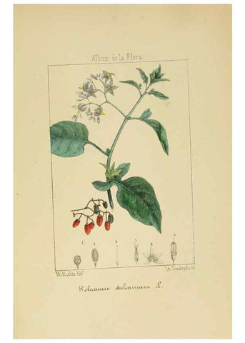 Reproducción/Reproduction 8157659864: Album de la flora médico-farmacéutica é industrial, indígena y exótica,. Madrid,Impr. de la Galeria literaria,1862-64.