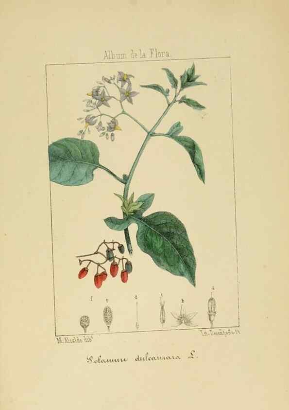 Reproducción/Reproduction 8157659864: Album de la flora médico-farmacéutica é industrial, indígena y exótica,. Madrid,Impr. de la Galeria literaria,1862-64.