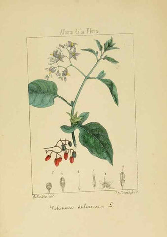 Reproducción/Reproduction 8157659864: Album de la flora médico-farmacéutica é industrial, indígena y exótica,. Madrid,Impr. de la Galeria literaria,1862-64.