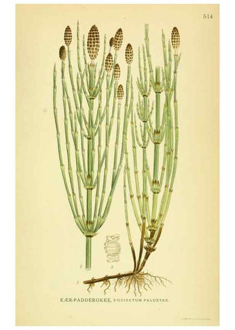 Reproducción/Reproduction 8147709968: Billeder af nordens flora,. København,G.E.C. Gad's forlag,1917-1927.
