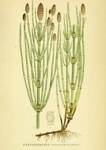 Reproducción/Reproduction 8147709968: Billeder af nordens flora,. København,G.E.C. Gad's forlag,1917-1927.
