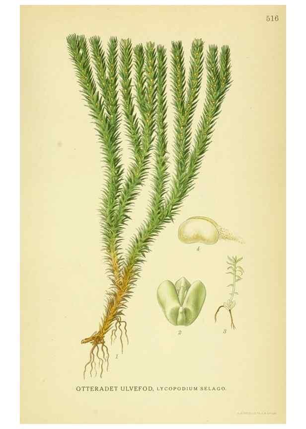 Reproducción/Reproduction 8147710976: Billeder af nordens flora,. København,G.E.C. Gad's forlag,1917-1927.
