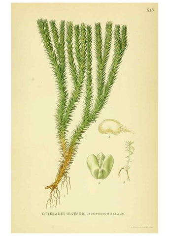 Reproducción/Reproduction 8147710976: Billeder af nordens flora,. København,G.E.C. Gad's forlag,1917-1927.