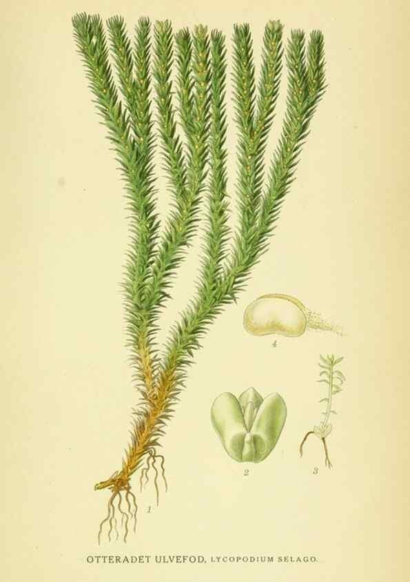 Reproducción/Reproduction 8147710976: Billeder af nordens flora,. København,G.E.C. Gad's forlag,1917-1927.