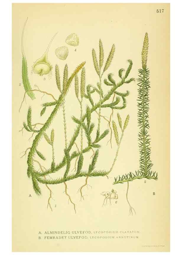 Reproducción/Reproduction 8147679055: Billeder af nordens flora,. København,G.E.C. Gad's forlag,1917-1927.
