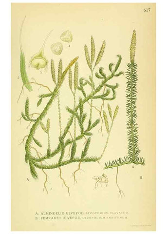 Reproducción/Reproduction 8147679055: Billeder af nordens flora,. København,G.E.C. Gad's forlag,1917-1927.
