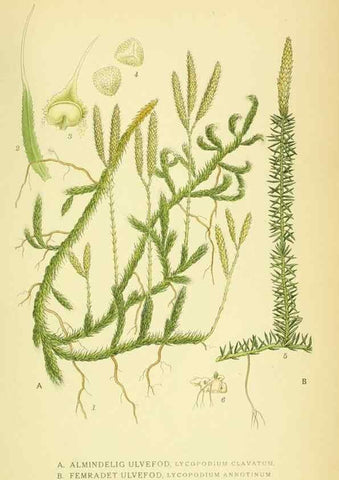 Reproducción/Reproduction 8147679055: Billeder af nordens flora,. København,G.E.C. Gad's forlag,1917-1927.