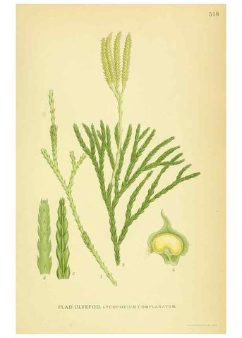 Reproducción/Reproduction 8147712016: Billeder af nordens flora,. København,G.E.C. Gad's forlag,1917-1927.