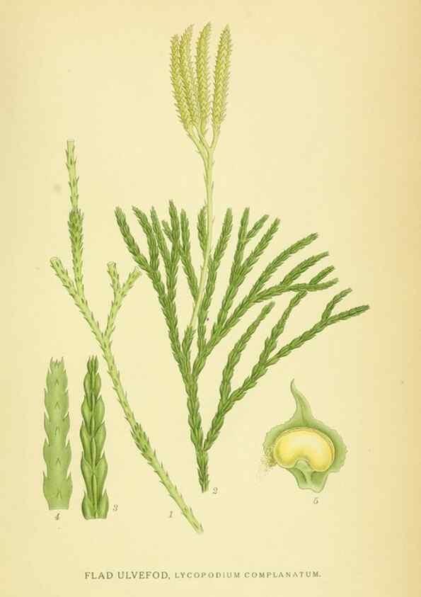 Reproducción/Reproduction 8147712016: Billeder af nordens flora,. København,G.E.C. Gad's forlag,1917-1927.