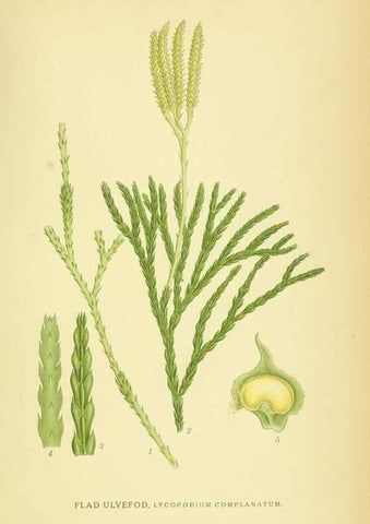 Reproducción/Reproduction 8147712016: Billeder af nordens flora,. København,G.E.C. Gad's forlag,1917-1927.