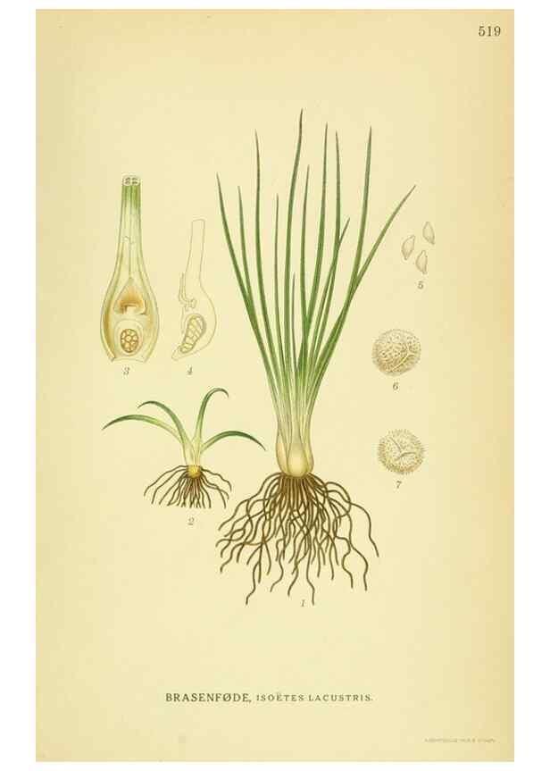 Reproducción/Reproduction 8147679931: Billeder af nordens flora,. København,G.E.C. Gad's forlag,1917-1927.