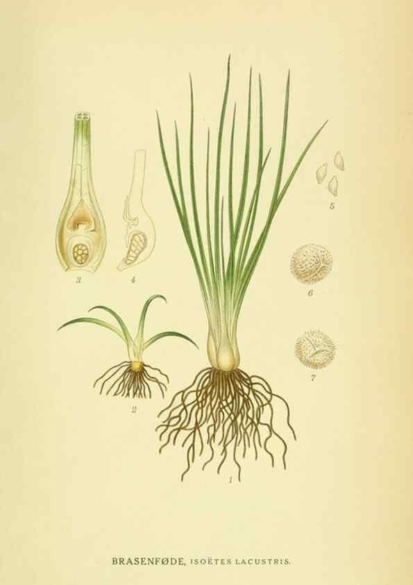 Reproducción/Reproduction 8147679931: Billeder af nordens flora,. København,G.E.C. Gad's forlag,1917-1927.