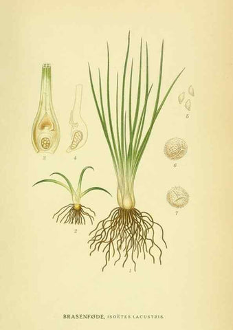Reproducción/Reproduction 8147679931: Billeder af nordens flora,. København,G.E.C. Gad's forlag,1917-1927.