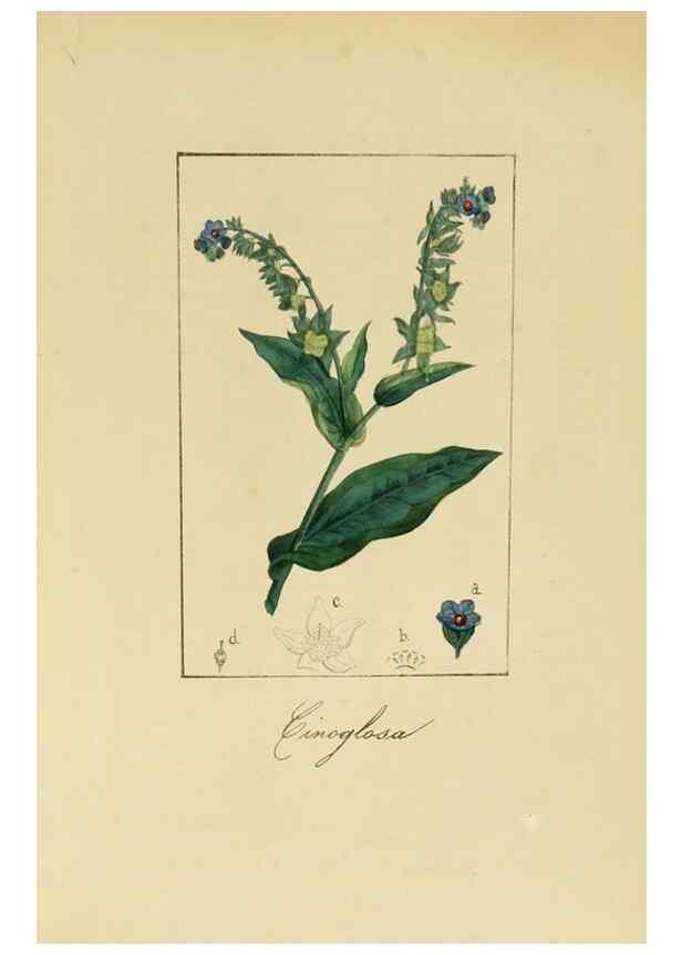Reproducción/Reproduction 8157623243: Album de la flora médico-farmacéutica é industrial, indígena y exótica,. Madrid,Impr. de la Galeria literaria,1862-64.