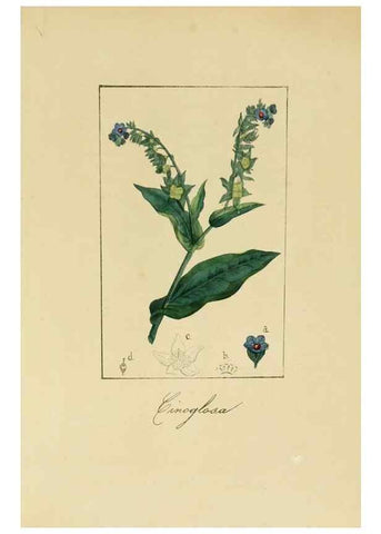 Reproducción/Reproduction 8157623243: Album de la flora médico-farmacéutica é industrial, indígena y exótica,. Madrid,Impr. de la Galeria literaria,1862-64.