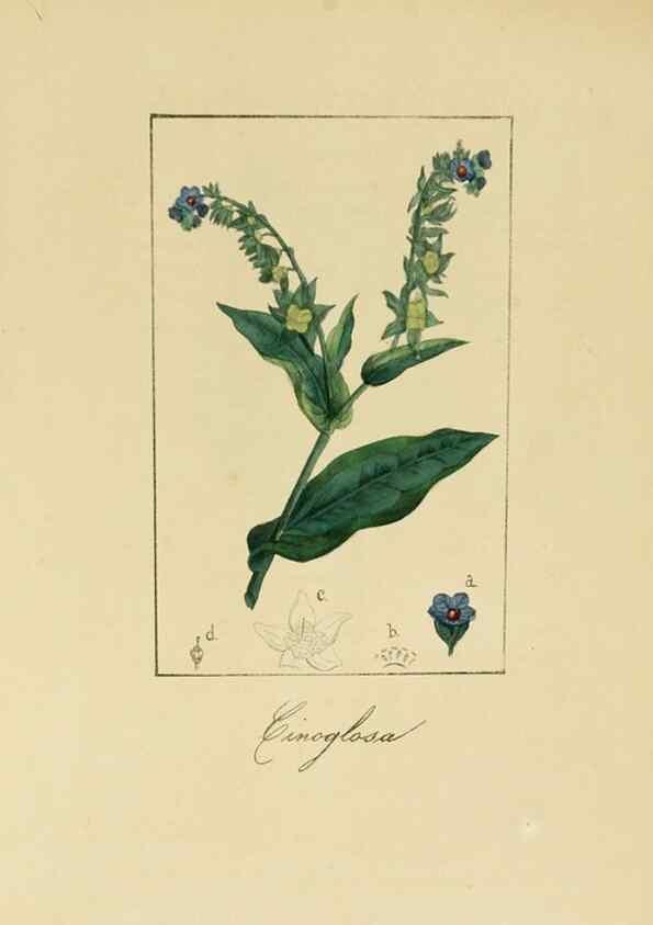 Reproducción/Reproduction 8157623243: Album de la flora médico-farmacéutica é industrial, indígena y exótica,. Madrid,Impr. de la Galeria literaria,1862-64.