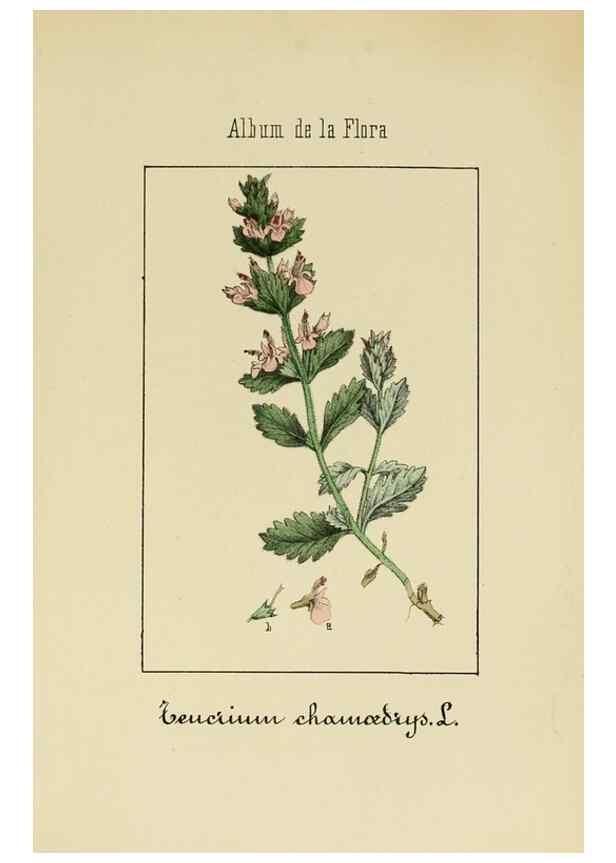 Reproducción/Reproduction 8157636145: Album de la flora médico-farmacéutica é industrial, indígena y exótica,. Madrid,Impr. de la Galeria literaria,1862-64.