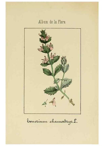Reproducción/Reproduction 8157636145: Album de la flora médico-farmacéutica é industrial, indígena y exótica,. Madrid,Impr. de la Galeria literaria,1862-64.
