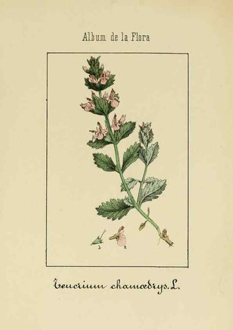 Reproducción/Reproduction 8157636145: Album de la flora médico-farmacéutica é industrial, indígena y exótica,. Madrid,Impr. de la Galeria literaria,1862-64.