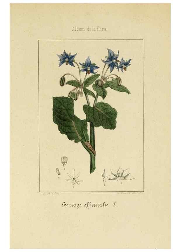 Reproducción/Reproduction 8157623789: Album de la flora médico-farmacéutica é industrial, indígena y exótica,. Madrid,Impr. de la Galeria literaria,1862-64.