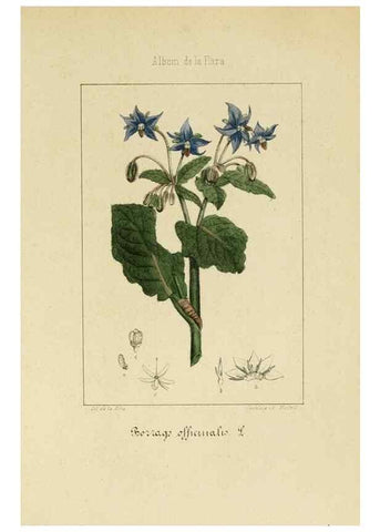 Reproducción/Reproduction 8157623789: Album de la flora médico-farmacéutica é industrial, indígena y exótica,. Madrid,Impr. de la Galeria literaria,1862-64.