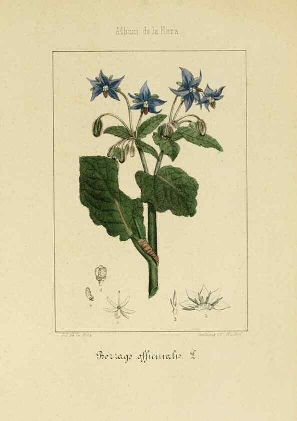 Reproducción/Reproduction 8157623789: Album de la flora médico-farmacéutica é industrial, indígena y exótica,. Madrid,Impr. de la Galeria literaria,1862-64.