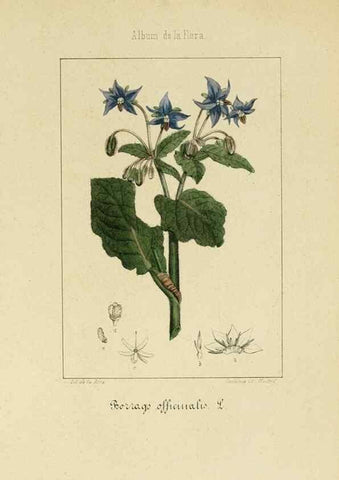 Reproducción/Reproduction 8157623789: Album de la flora médico-farmacéutica é industrial, indígena y exótica,. Madrid,Impr. de la Galeria literaria,1862-64.