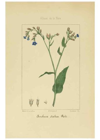 Reproducción/Reproduction 8157657010: Album de la flora médico-farmacéutica é industrial, indígena y exótica,. Madrid,Impr. de la Galeria literaria,1862-64.