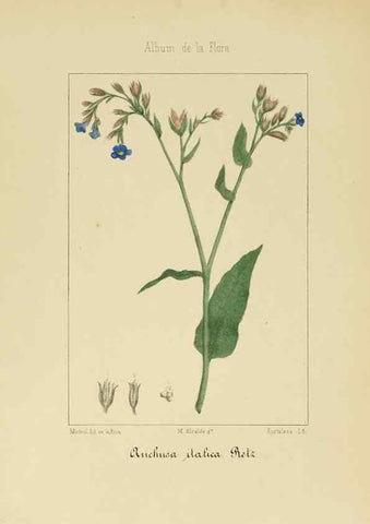 Reproducción/Reproduction 8157657010: Album de la flora médico-farmacéutica é industrial, indígena y exótica,. Madrid,Impr. de la Galeria literaria,1862-64.