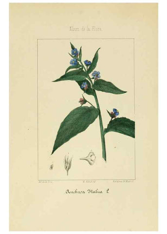 Reproducción/Reproduction 8157657510: Album de la flora médico-farmacéutica é industrial, indígena y exótica,. Madrid,Impr. de la Galeria literaria,1862-64.