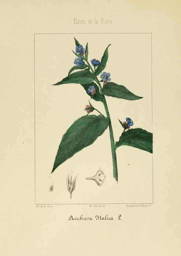 Reproducción/Reproduction 8157657510: Album de la flora médico-farmacéutica é industrial, indígena y exótica,. Madrid,Impr. de la Galeria literaria,1862-64.