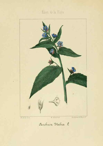 Reproducción/Reproduction 8157657510: Album de la flora médico-farmacéutica é industrial, indígena y exótica,. Madrid,Impr. de la Galeria literaria,1862-64.