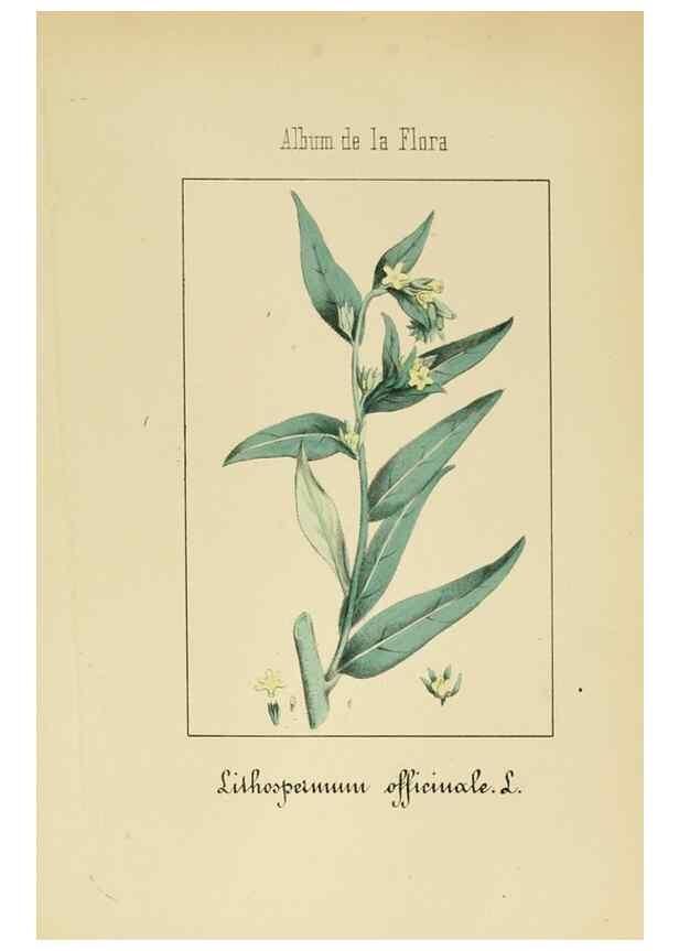 Reproducción/Reproduction 8157657920: Album de la flora médico-farmacéutica é industrial, indígena y exótica,. Madrid,Impr. de la Galeria literaria,1862-64.