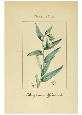 Reproducción/Reproduction 8157657920: Album de la flora médico-farmacéutica é industrial, indígena y exótica,. Madrid,Impr. de la Galeria literaria,1862-64.