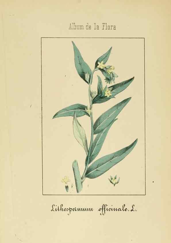 Reproducción/Reproduction 8157657920: Album de la flora médico-farmacéutica é industrial, indígena y exótica,. Madrid,Impr. de la Galeria literaria,1862-64.
