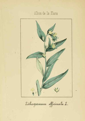 Reproducción/Reproduction 8157657920: Album de la flora médico-farmacéutica é industrial, indígena y exótica,. Madrid,Impr. de la Galeria literaria,1862-64.