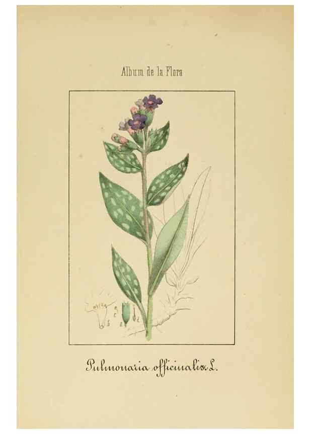 Reproducción/Reproduction 8157625917: Album de la flora médico-farmacéutica é industrial, indígena y exótica,. Madrid,Impr. de la Galeria literaria,1862-64.