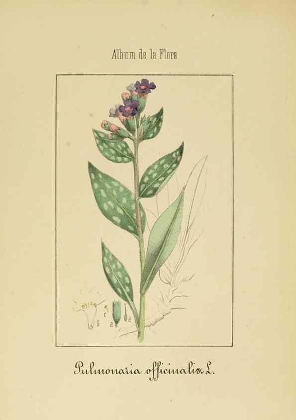 Reproducción/Reproduction 8157625917: Album de la flora médico-farmacéutica é industrial, indígena y exótica,. Madrid,Impr. de la Galeria literaria,1862-64.