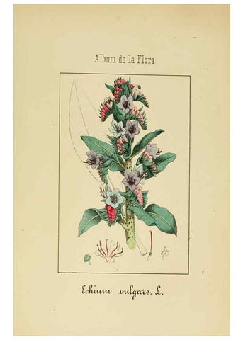Reproducción/Reproduction 8157626273: Album de la flora médico-farmacéutica é industrial, indígena y exótica,. Madrid,Impr. de la Galeria literaria,1862-64.