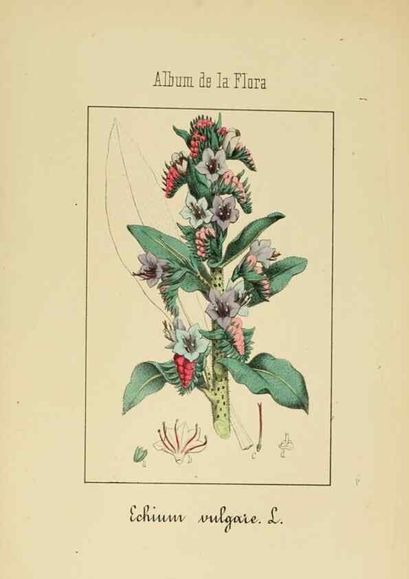 Reproducción/Reproduction 8157626273: Album de la flora médico-farmacéutica é industrial, indígena y exótica,. Madrid,Impr. de la Galeria literaria,1862-64.