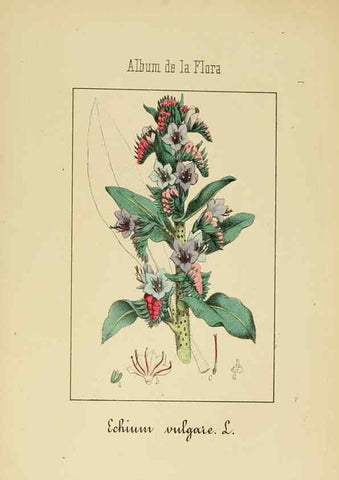 Reproducción/Reproduction 8157626273: Album de la flora médico-farmacéutica é industrial, indígena y exótica,. Madrid,Impr. de la Galeria literaria,1862-64.