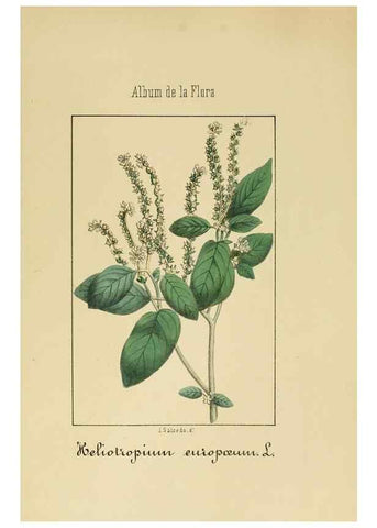 Reproducción/Reproduction 8157626731: Album de la flora médico-farmacéutica é industrial, indígena y exótica,. Madrid,Impr. de la Galeria literaria,1862-64.